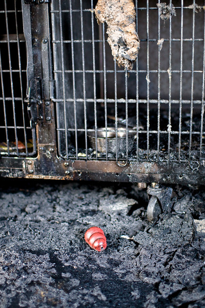 IMAGE: http://MelissaP.smugmug.com/photos/260369811_GN7Hj-L.jpg