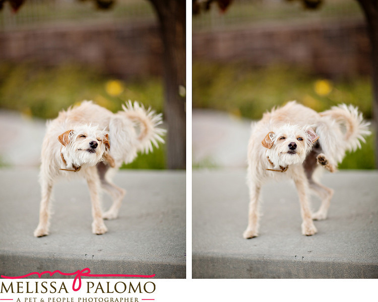 Southern California Pet Photographer