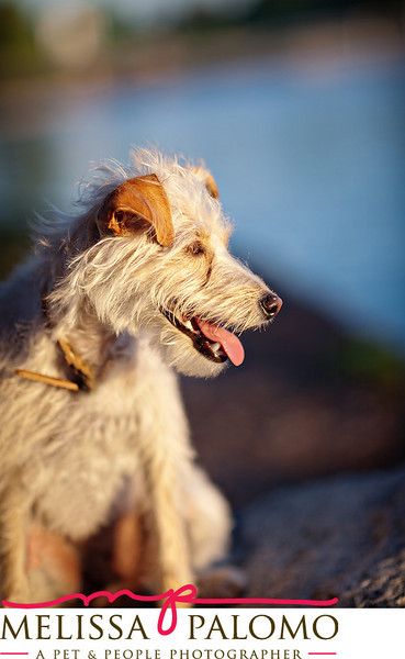 Southern California Pet Photographer