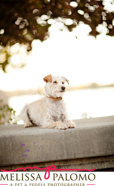 Southern California Pet Photographer