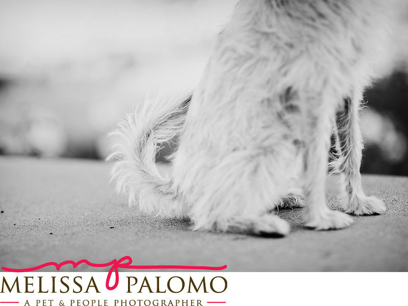 Southern California Pet Photographer
