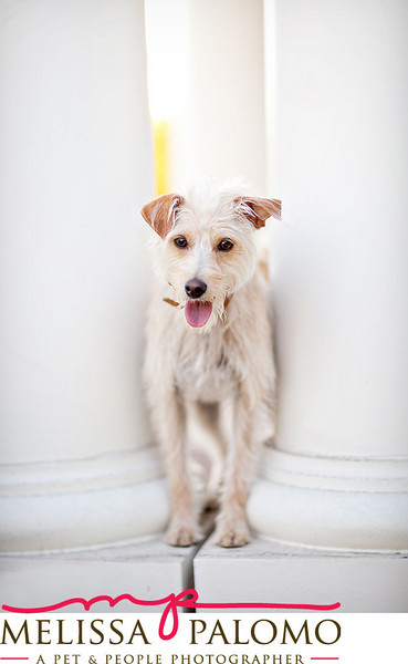 Southern California Pet Photographer