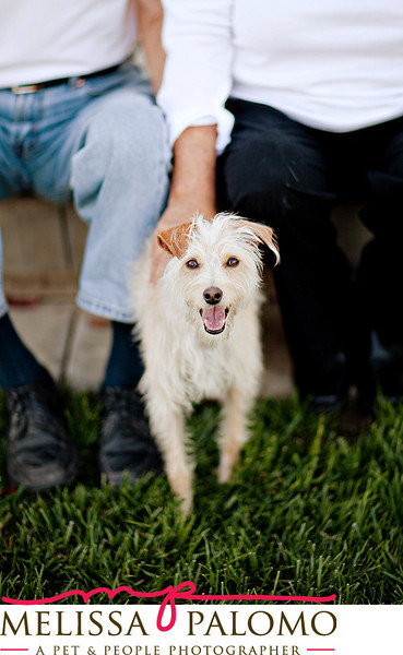 Southern California Pet Photographer